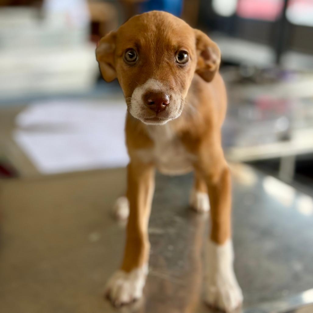 Enlarge Goldie, a Adoptable Mixed Breed in Denison, TX image 1/1