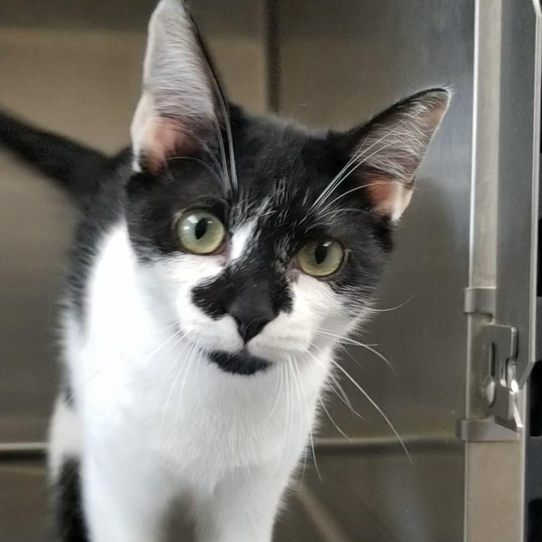 Enlarge Panda, a Adopted Domestic Short Hair in Aransas Pass, TX image 2/4