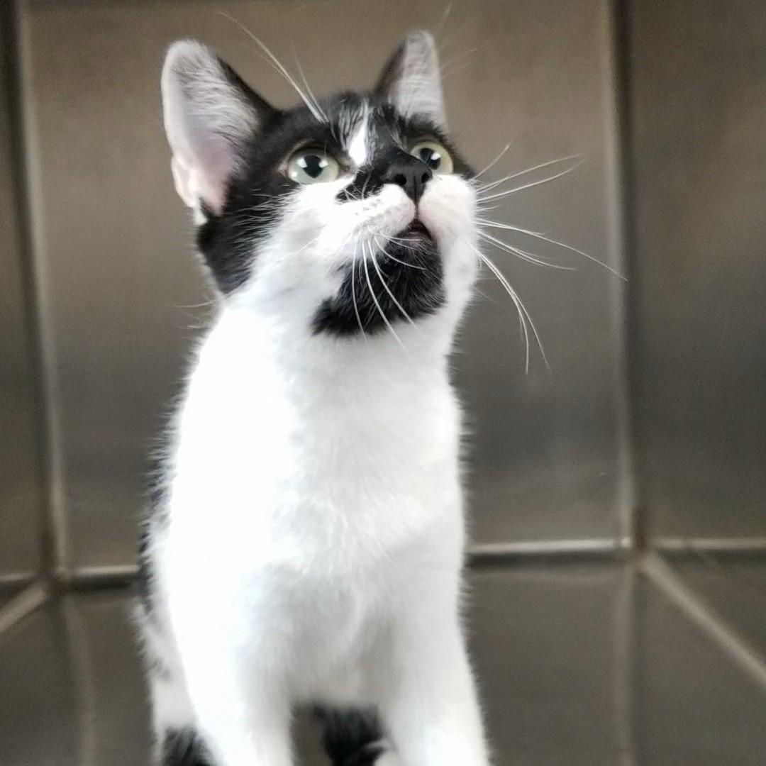 Enlarge Panda, a Adopted Domestic Short Hair in Aransas Pass, TX image 3/4