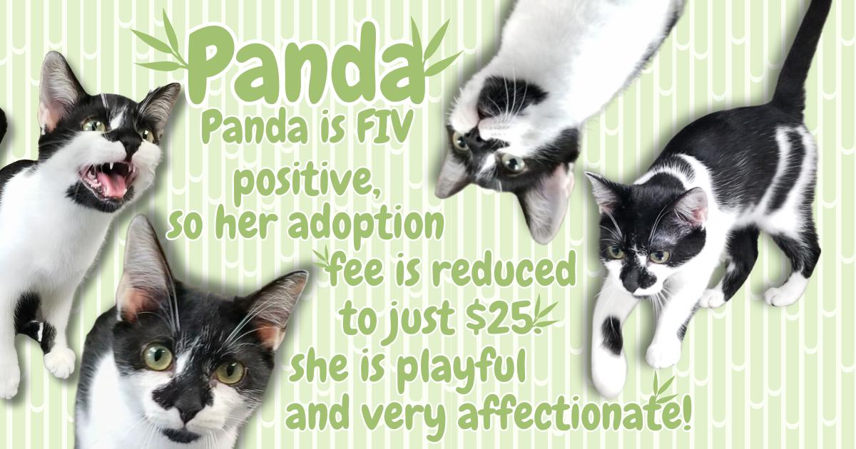 Enlarge Panda, a Adopted Domestic Short Hair in Aransas Pass, TX image 4/4