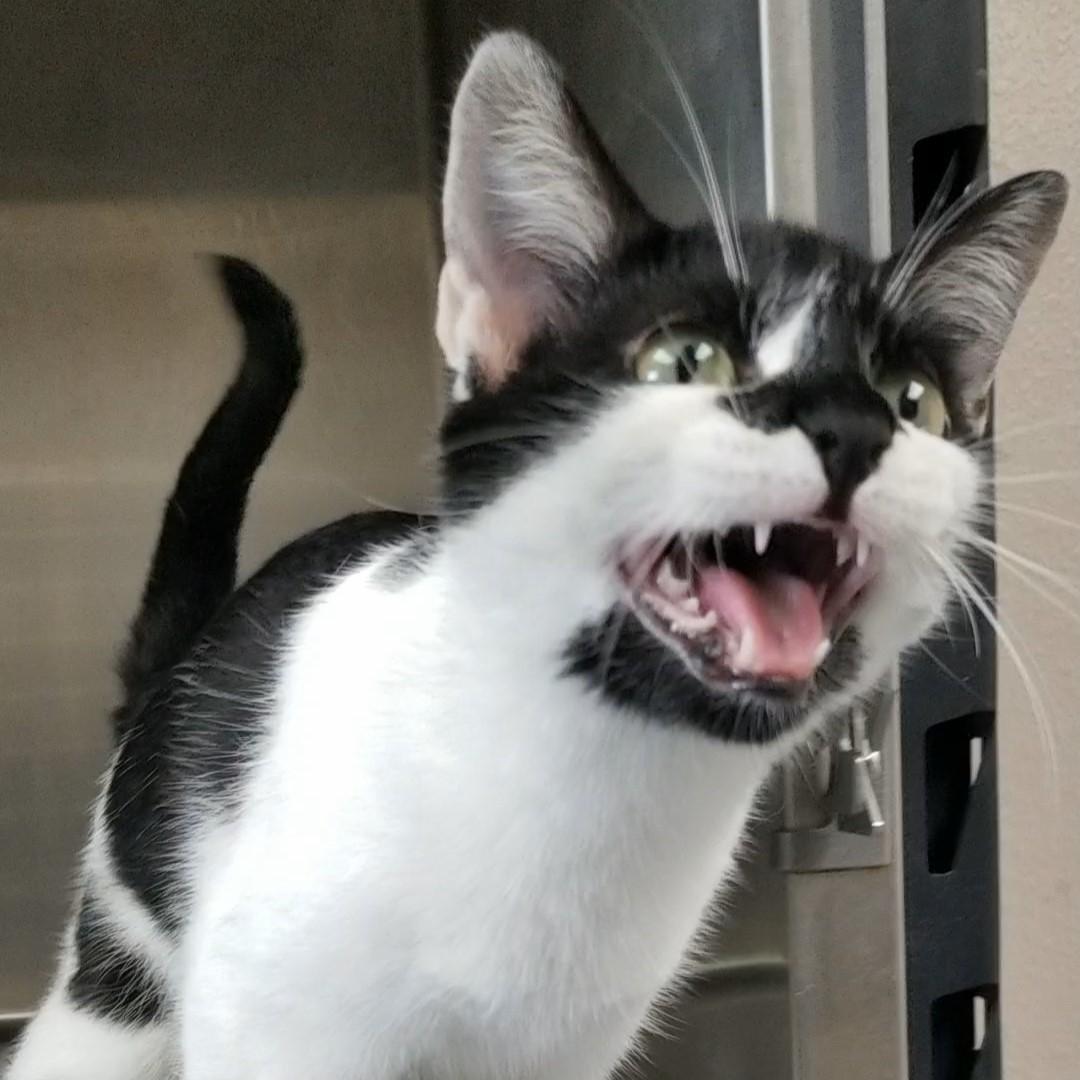 Enlarge Panda, a Adopted Domestic Short Hair in Aransas Pass, TX image 1/4