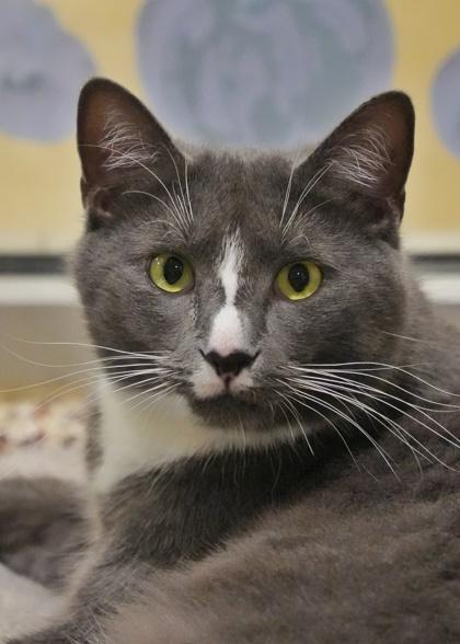Enlarge Marlowe 58671, a Adoptable Domestic Short Hair in Aiken, SC image 1/1