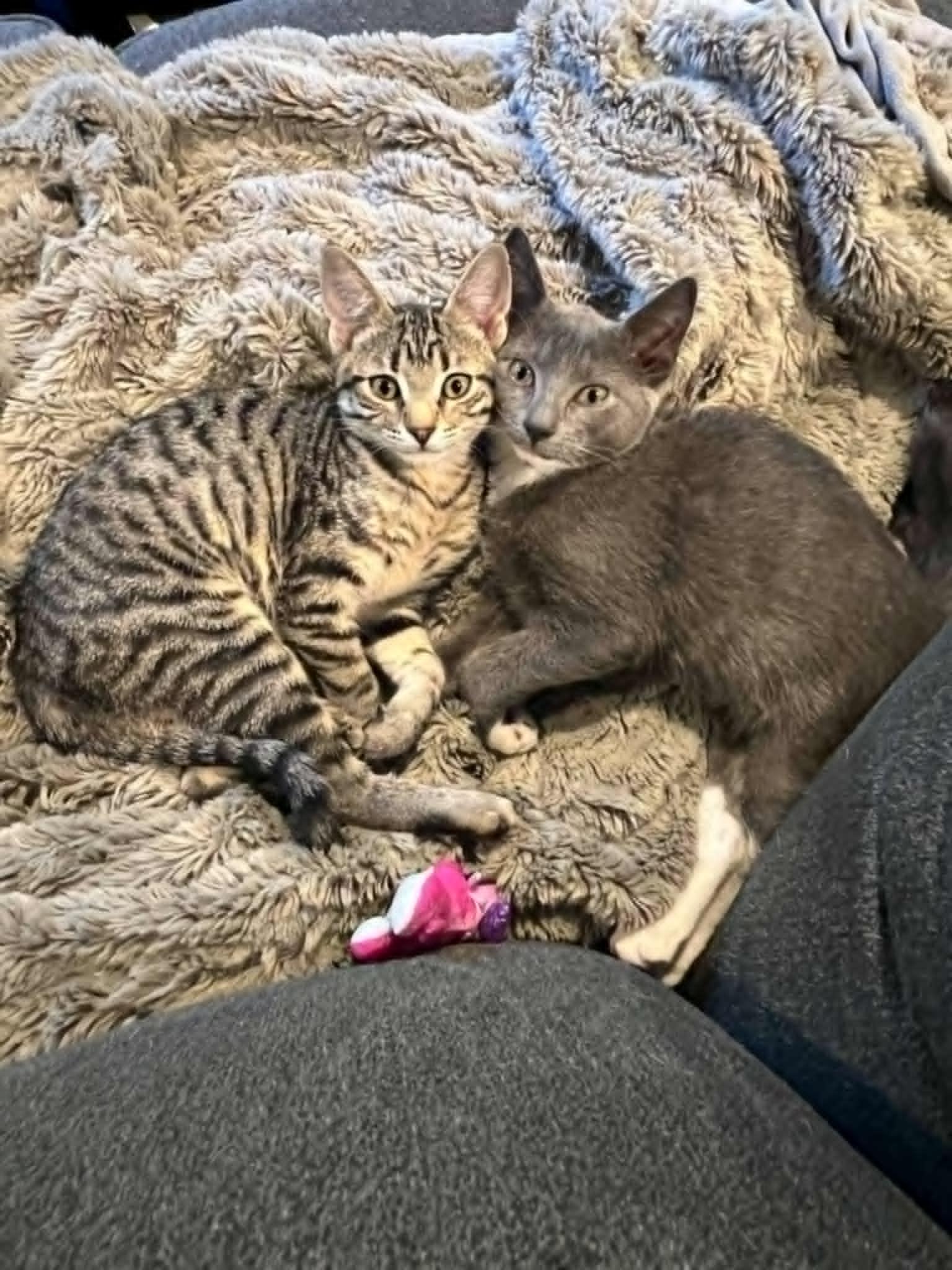 Tiger and Pebbles, Adoptable, Young Female Domestic Short Hair.