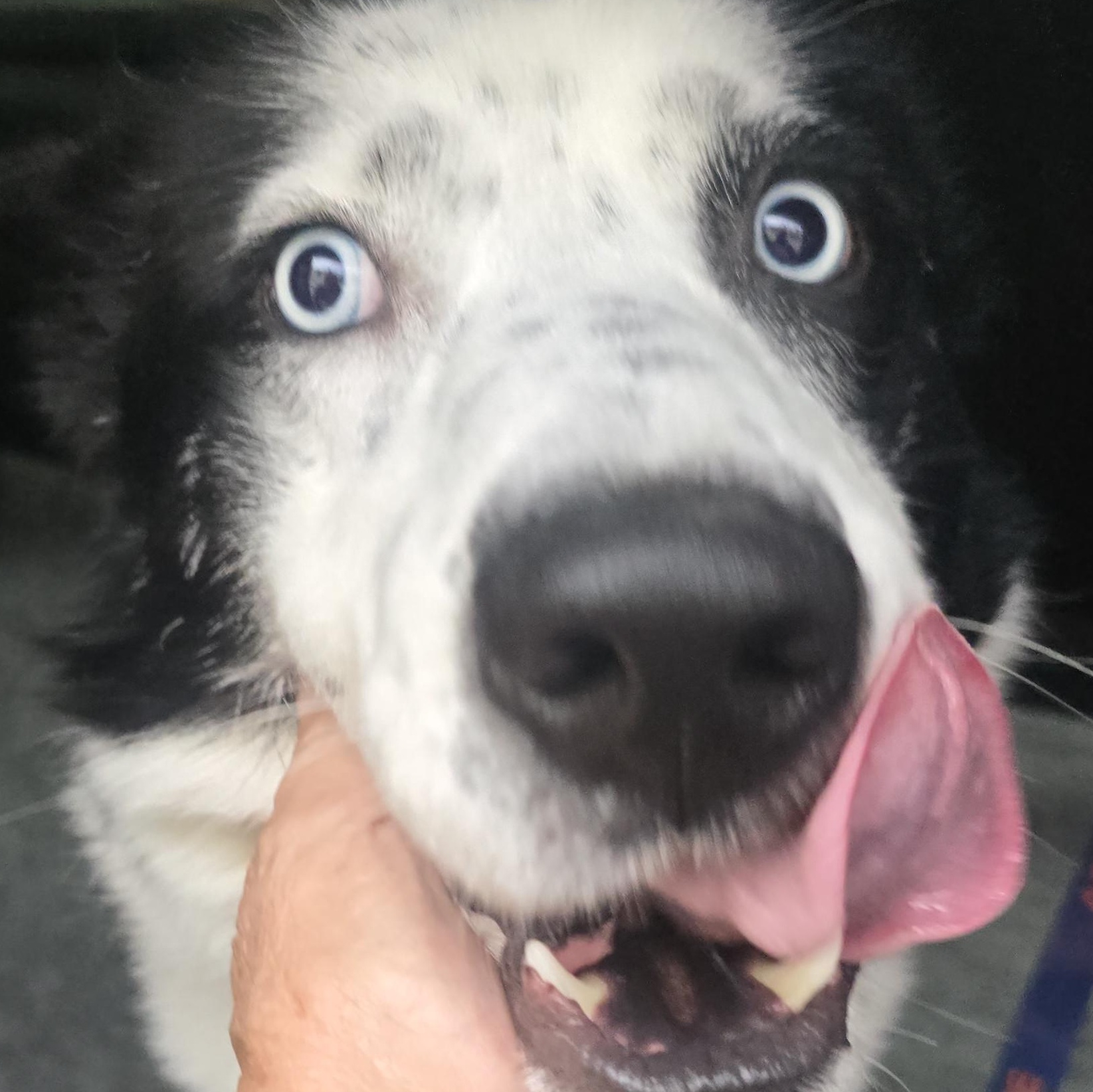 Manny, a Adoptable mixed breed in Winlock, WA image 2/2