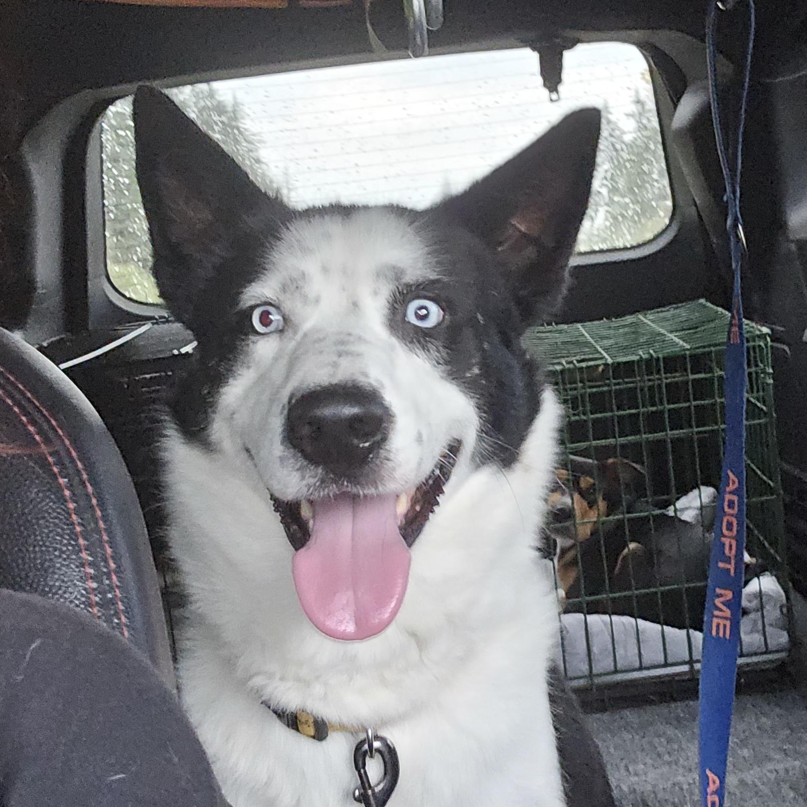 Manny, a Adoptable mixed breed in Winlock, WA image 1/2