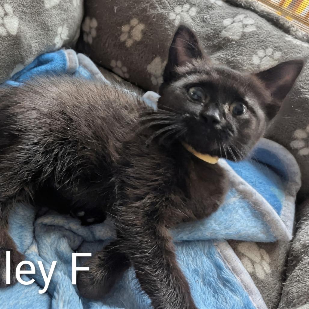 Enlarge Henley, a Adoptable Domestic Short Hair in Canandaigua , NY image 2/2