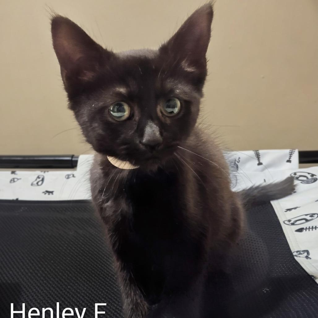 Enlarge Henley, a Adoptable Domestic Short Hair in Canandaigua , NY image 1/2