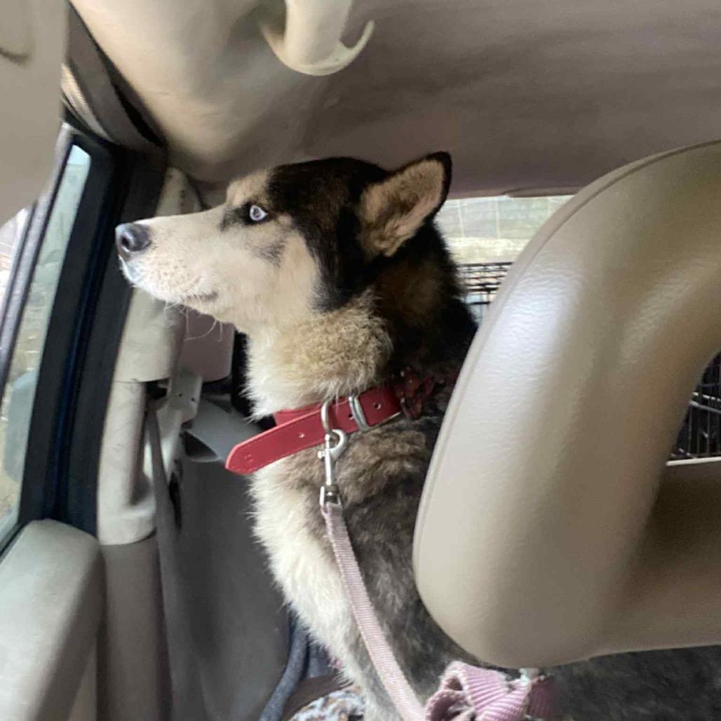 Zeus, Adoptable, Adult Male Siberian Husky & None.