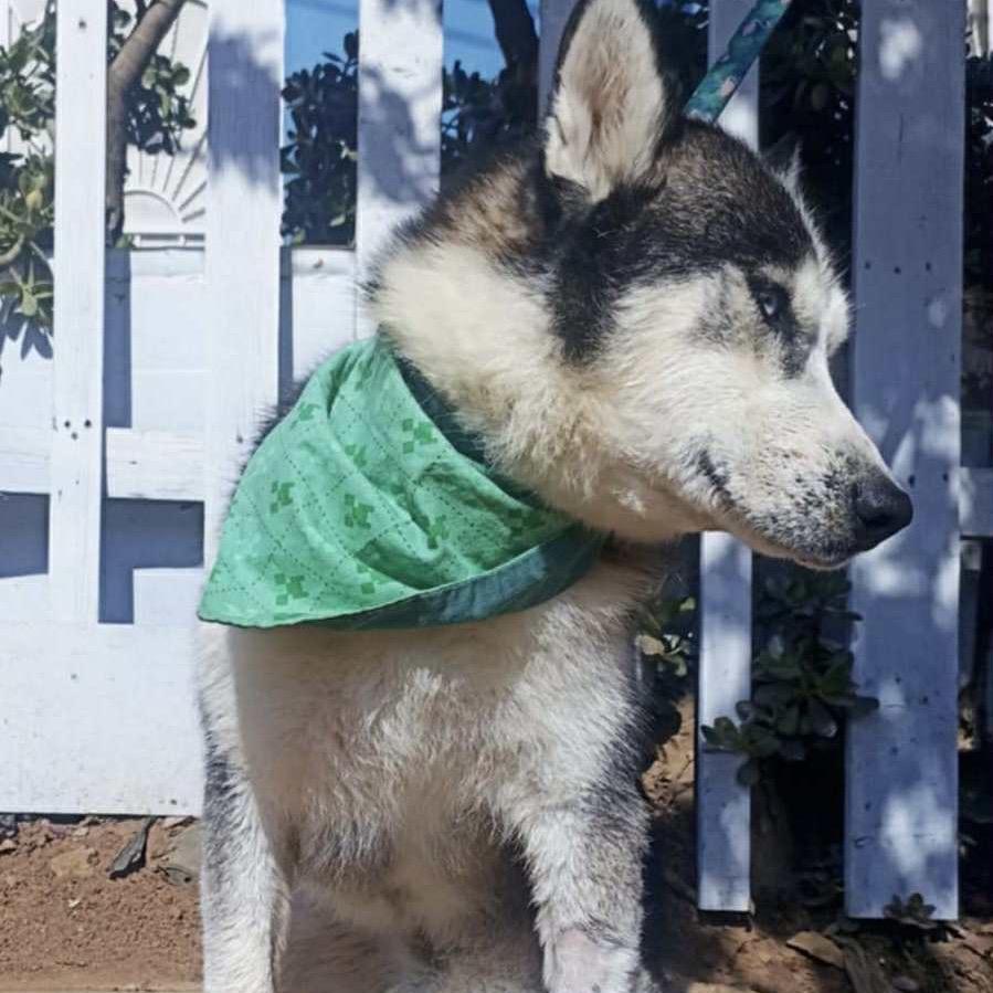 Zeus, a Adoptable Siberian Husky in San Diego, CA image 2/6