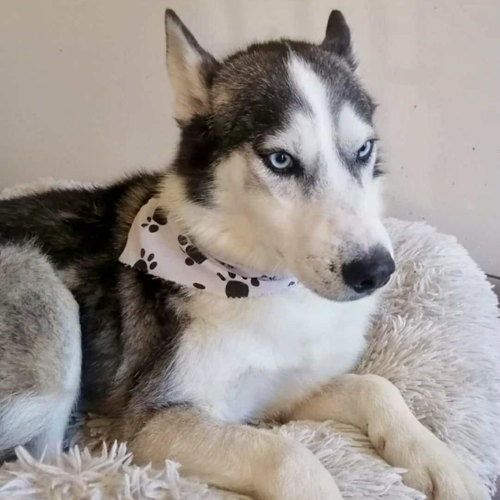 Zeus, a Adoptable Siberian Husky in San Diego, CA image 3/6