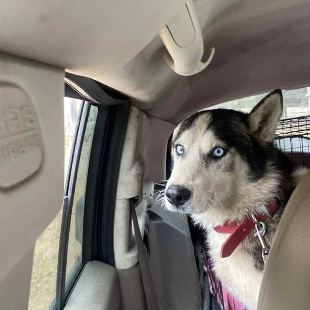 Zeus, a Adoptable Siberian Husky in San Diego, CA image 4/6