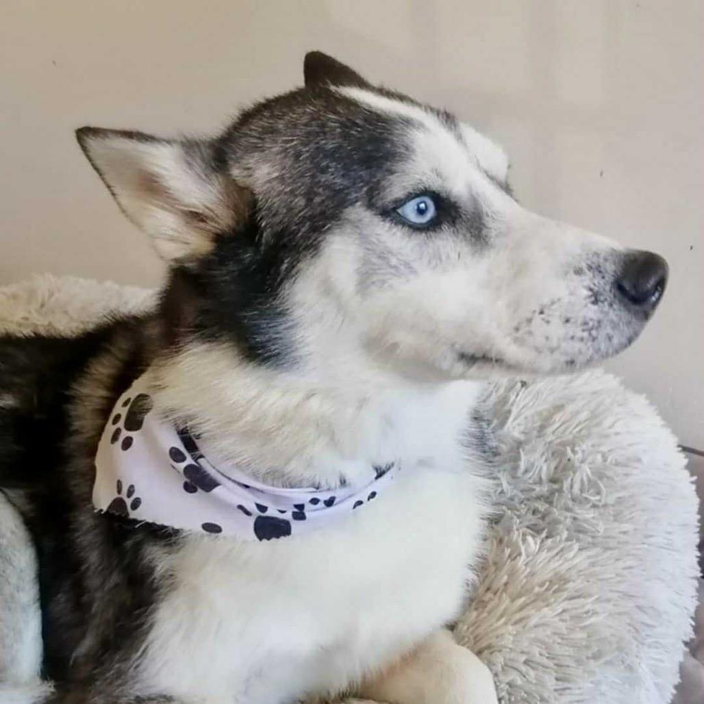 Zeus, a Adoptable Siberian Husky in San Diego, CA image 5/6