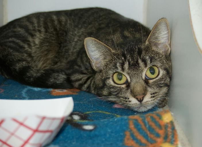 Enlarge Sorsha, a ADOPTABLE Domestic Short Hair in Grass Valley, CA image 2/4