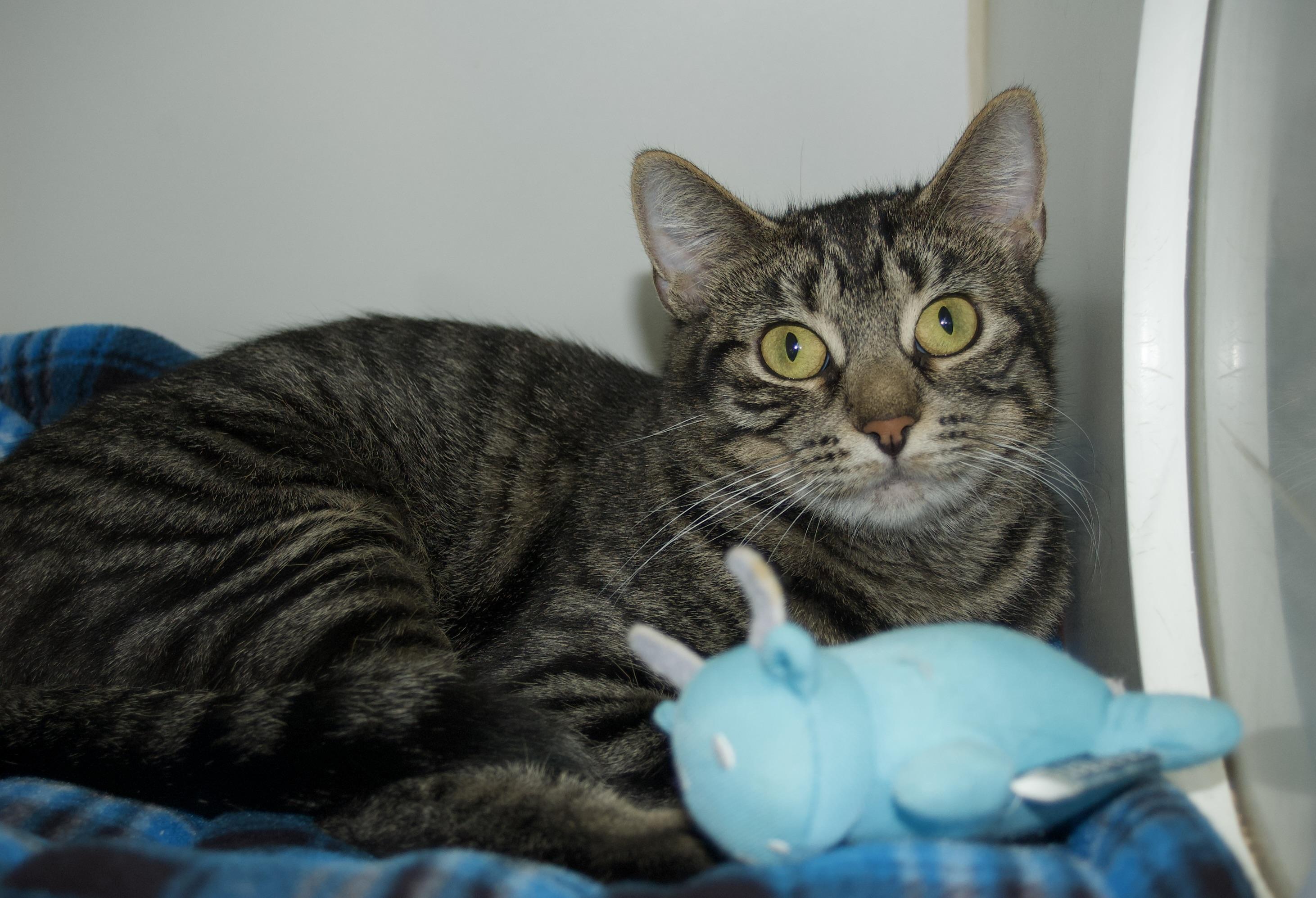 Enlarge Sorsha, a ADOPTABLE Domestic Short Hair in Grass Valley, CA image 1/4