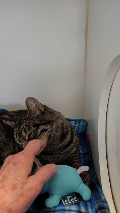 Enlarge Sorsha, a ADOPTABLE Domestic Short Hair in Grass Valley, CA video 4/4