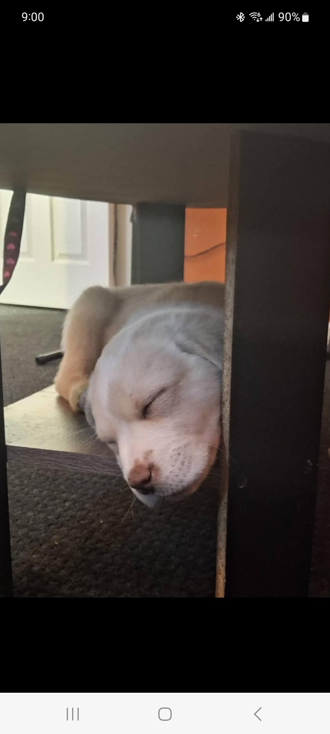 Princess thumbnail 4