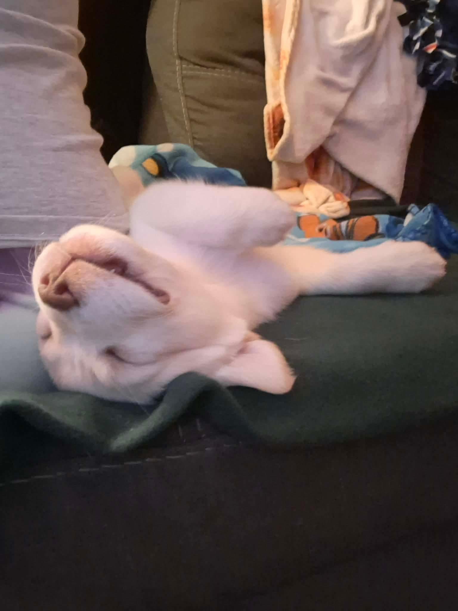 Princess thumbnail 7