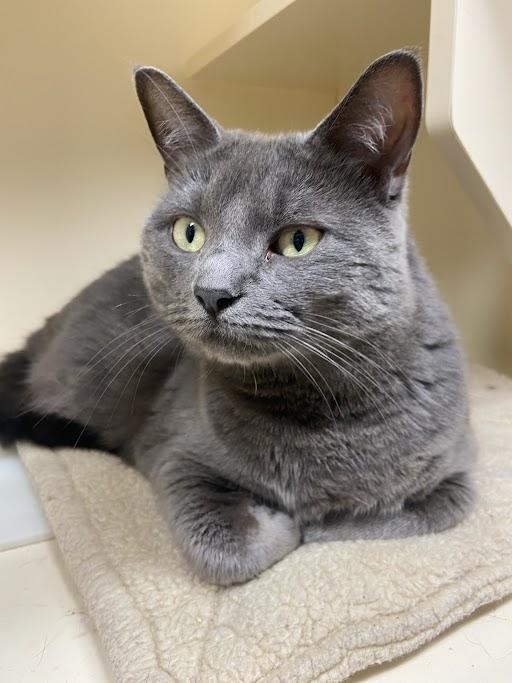 Sweettart, Adoptable, Adult Female Domestic Short Hair.