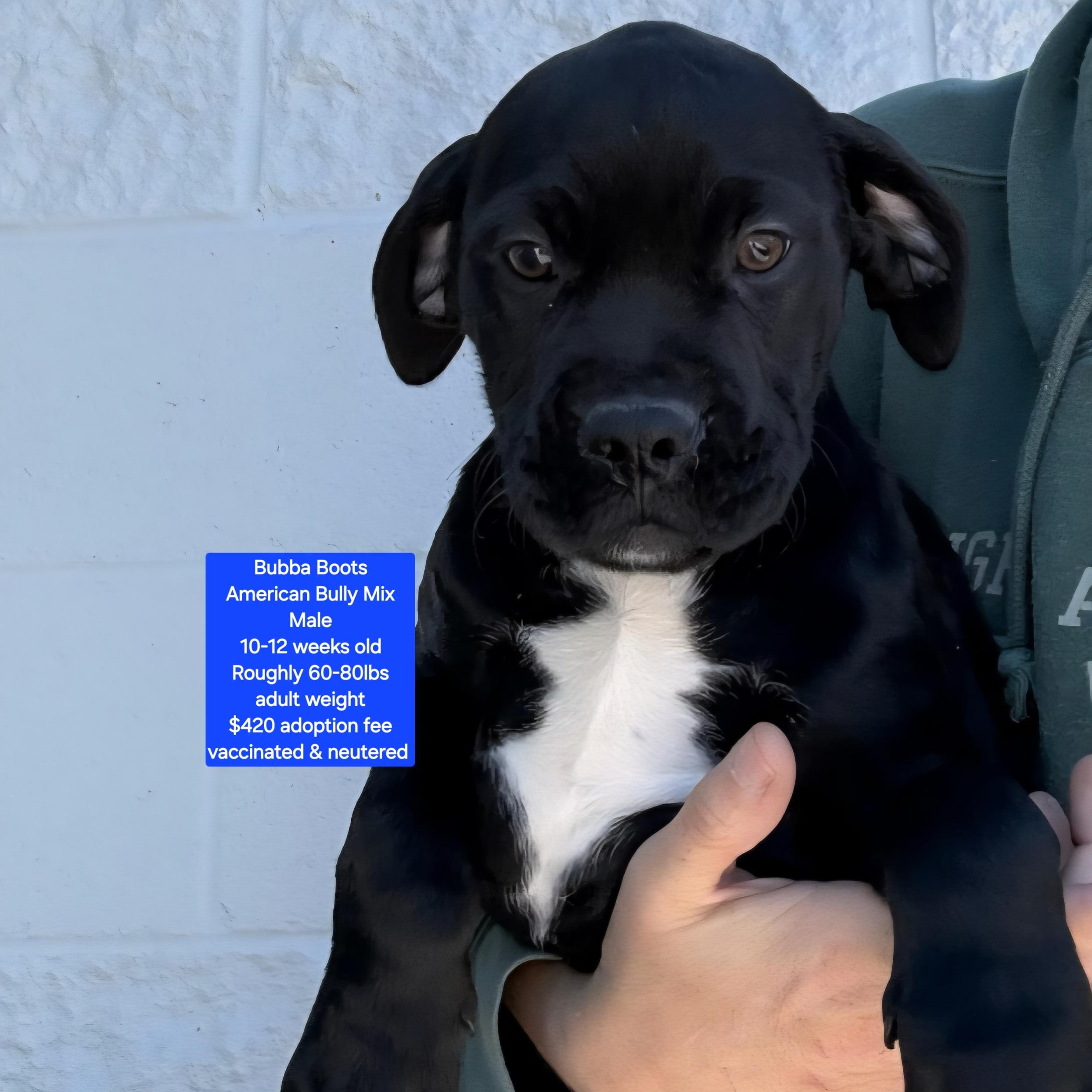 Enlarge Bubba Boots, a ADOPTABLE mixed breed in Oviedo, FL image 1/1