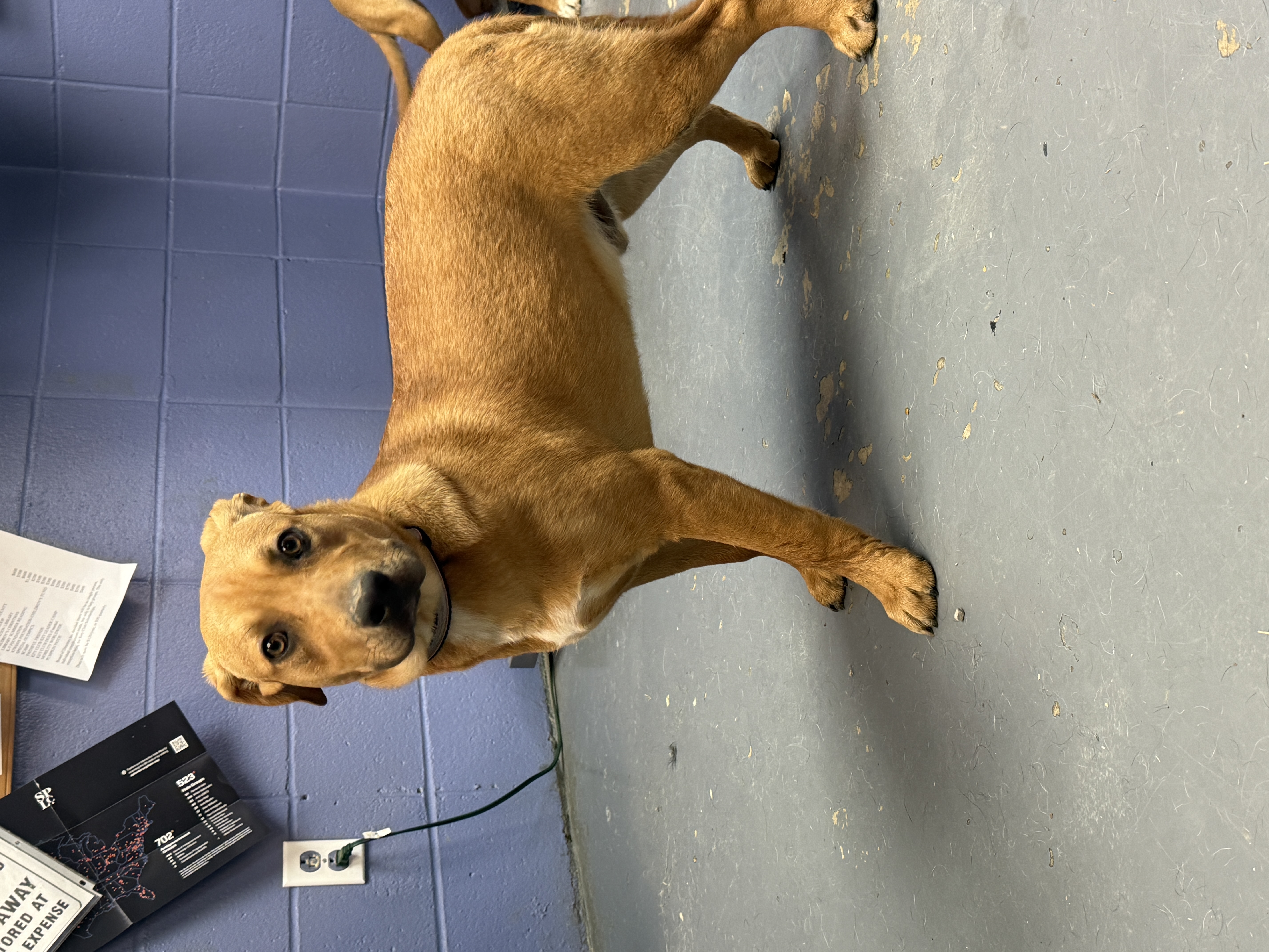 Henry, Young Male American Staffordshire Terrier