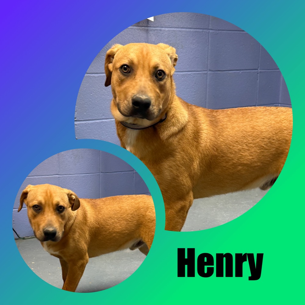 Henry photo 2