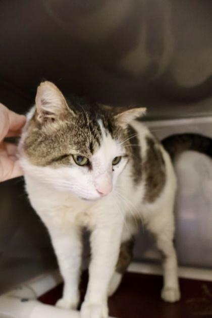 Rikishi, Adult Male Domestic Short Hair