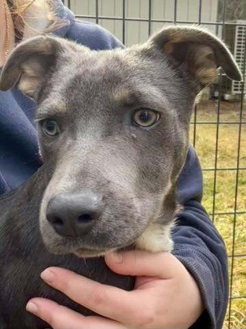 Charlie Chip, Adoptable, Puppy Male Smooth Fox Terrier & Australian Cattle Dog / Blue Heeler.