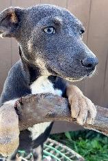 Enlarge Charlie Chip, a Adoptable mixed breed in Thompson Falls, MT image 2/4