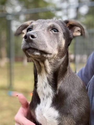 Enlarge Charlie Chip, a Adoptable mixed breed in Thompson Falls, MT image 3/4