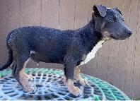 Enlarge Charlie Chip, a Adoptable mixed breed in Thompson Falls, MT image 4/4