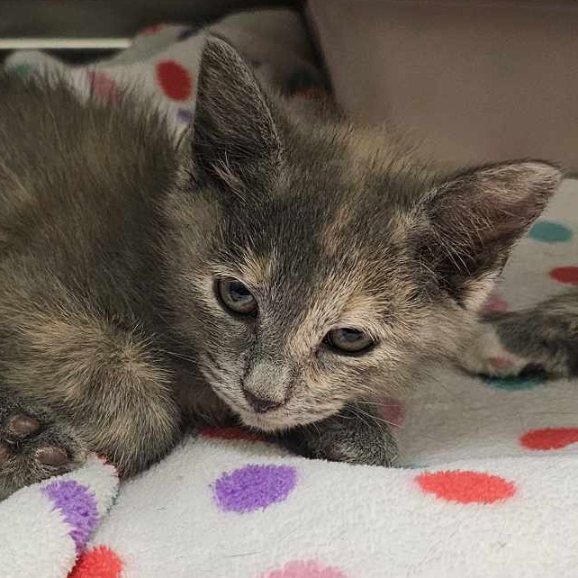 Tiny, Adopted, Kitten Female Domestic Short Hair.