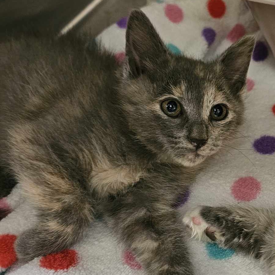 Tiny, a Adopted Domestic Short Hair in Germanton, NC image 2/3