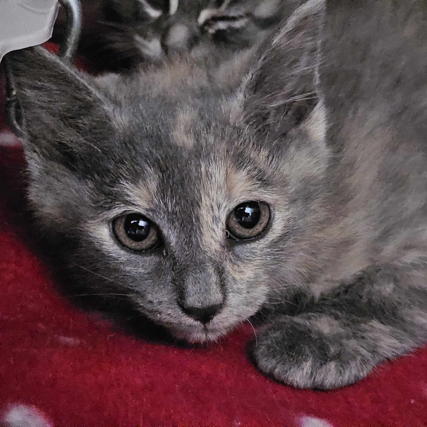 Tiny, a Adopted Domestic Short Hair in Germanton, NC image 3/3