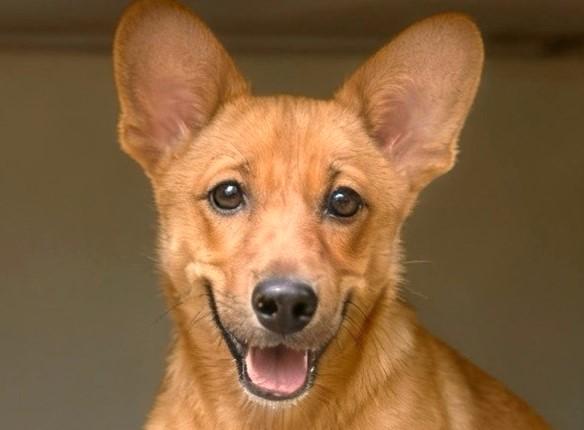 Amber, adopted, Puppy Male Mixed Breed.