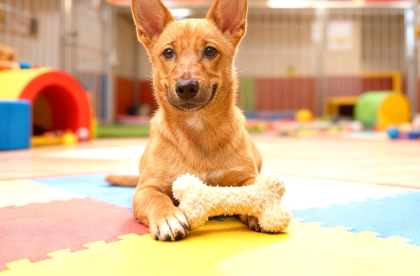 Enlarge Amber, an adopted mixed breed in Toronto, ON image 2/6