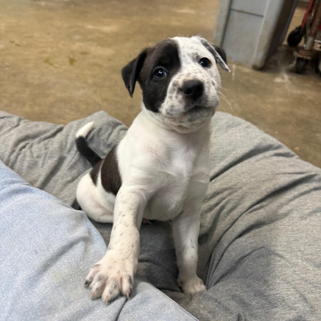 Enlarge Bandit, a Adoptable mixed breed in Allentown, PA image 3/6