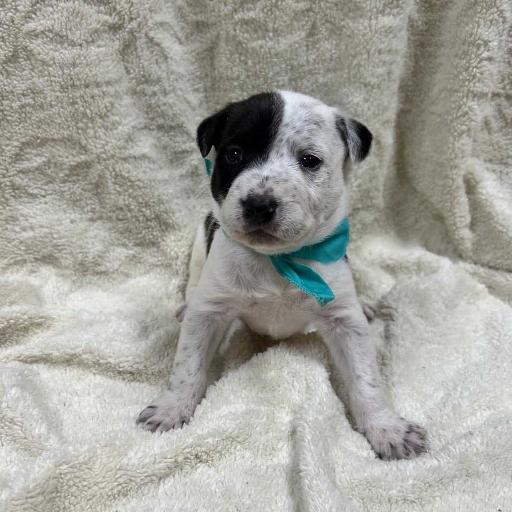 Enlarge Bandit, a Adoptable mixed breed in Allentown, PA image 2/6