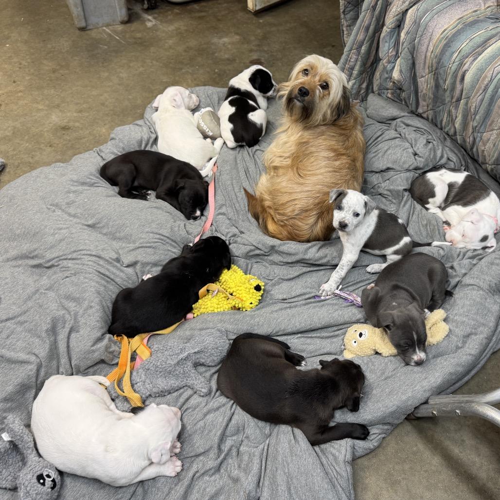 Enlarge Bandit, a Adoptable mixed breed in Allentown, PA image 6/6