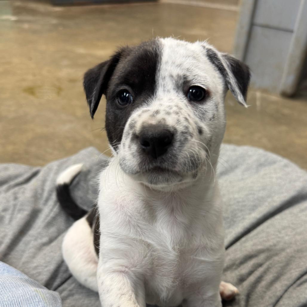Enlarge Bandit, a Adoptable mixed breed in Allentown, PA image 4/6