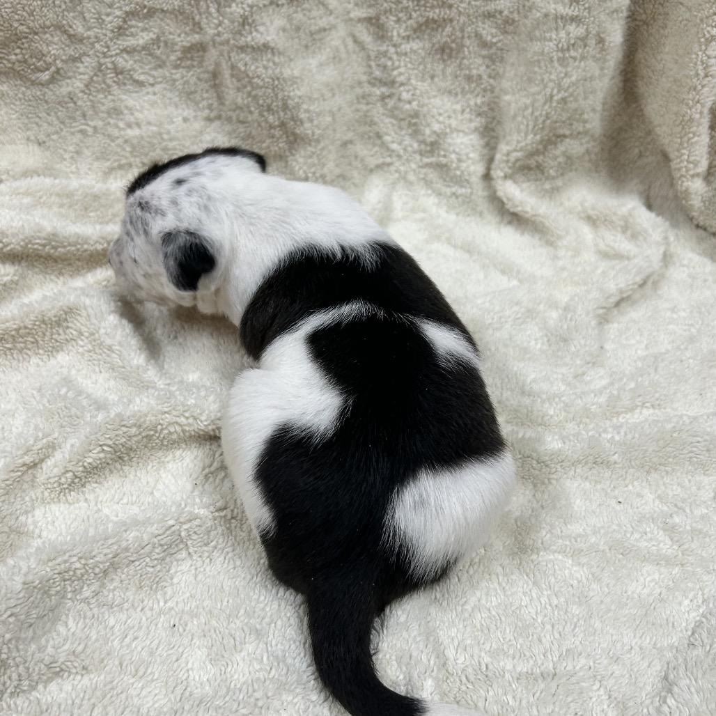 Enlarge Bandit, a Adoptable mixed breed in Allentown, PA image 5/6