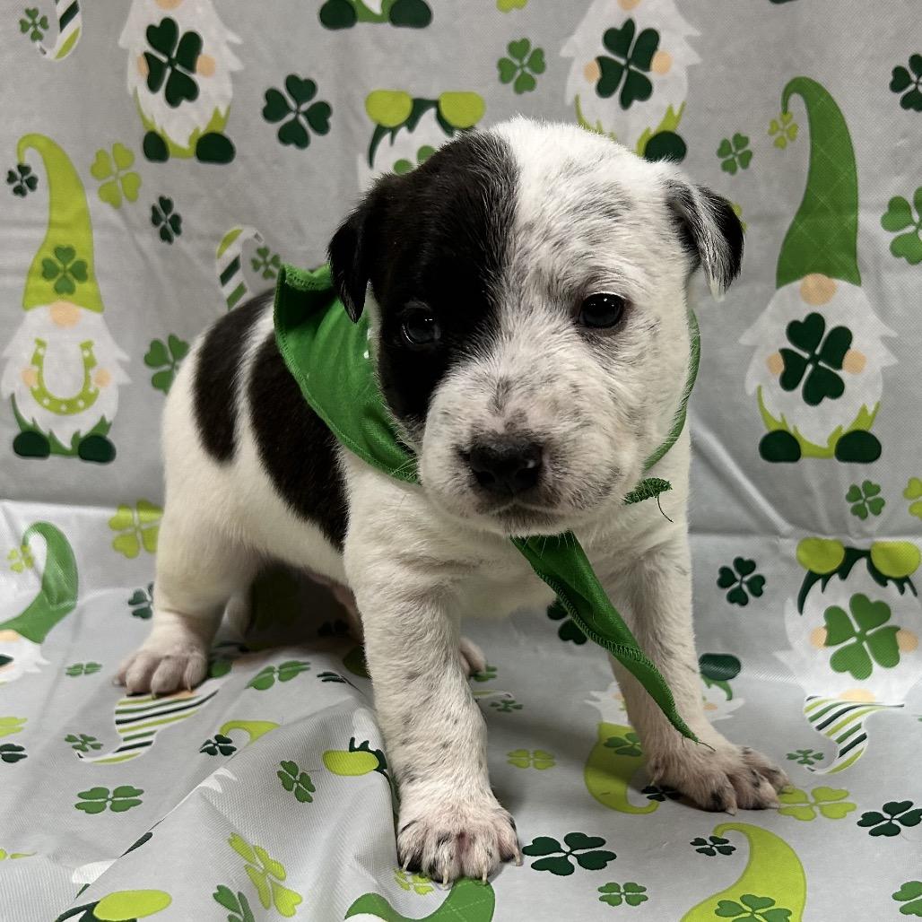 Enlarge Bandit, a Adoptable mixed breed in Allentown, PA image 1/6