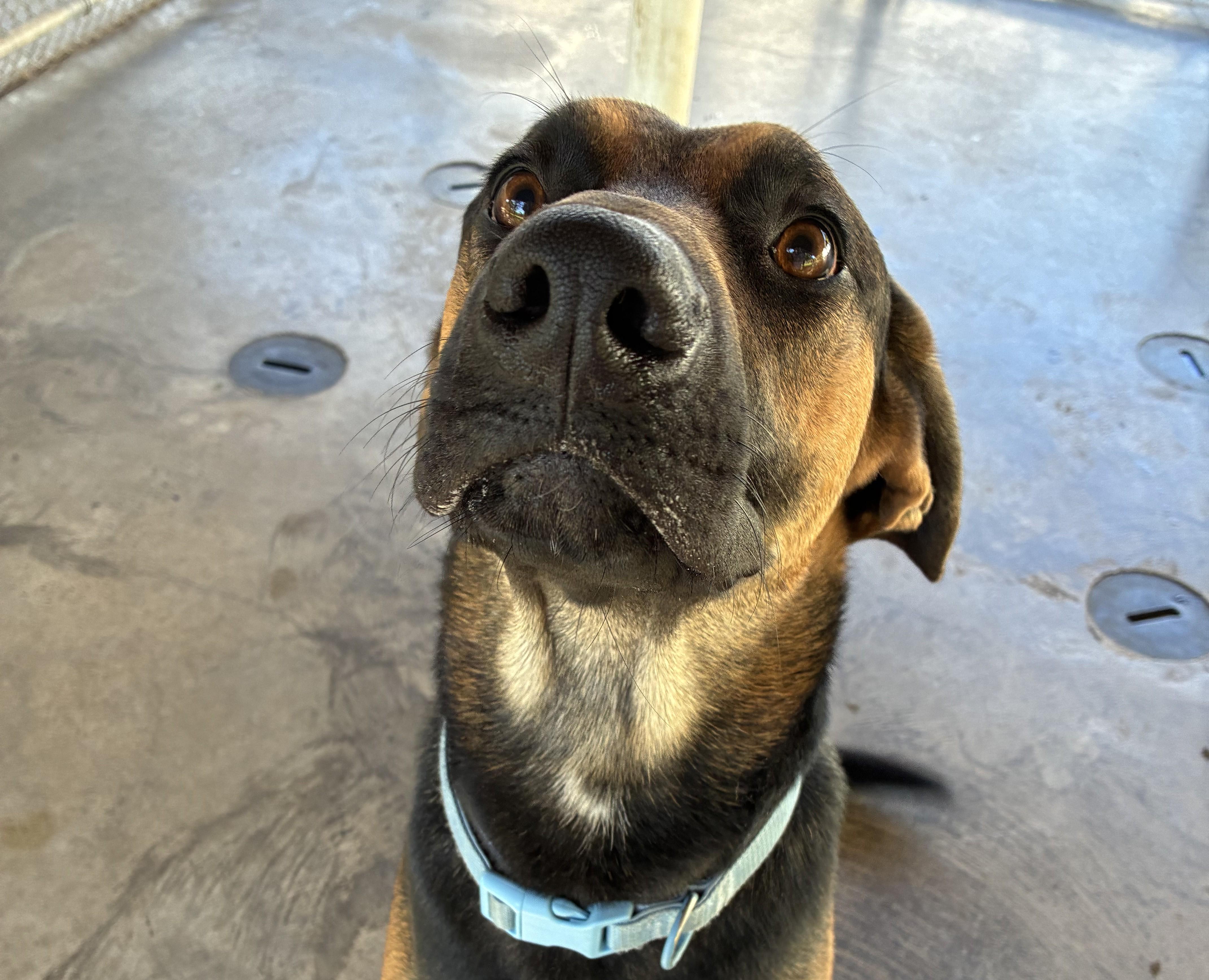 Enlarge Cooper, a Adoptable mixed breed in Edinburg, VA image 4/4