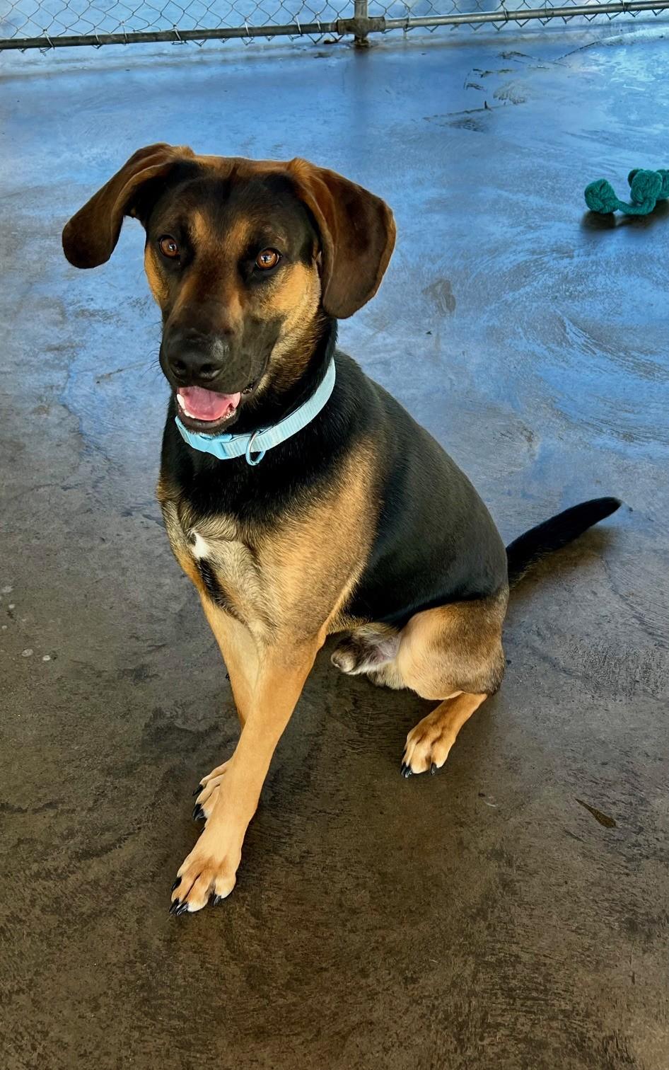 Enlarge Cooper, a Adoptable mixed breed in Edinburg, VA image 1/4