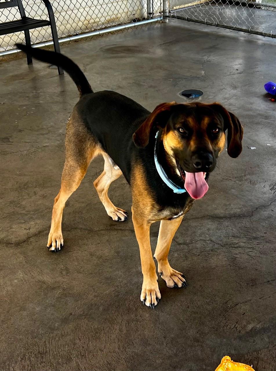Enlarge Cooper, a Adoptable mixed breed in Edinburg, VA image 2/4