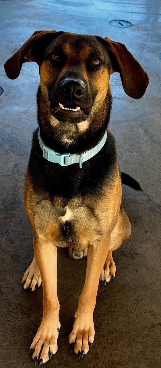 Enlarge Cooper, a Adoptable mixed breed in Edinburg, VA image 3/4