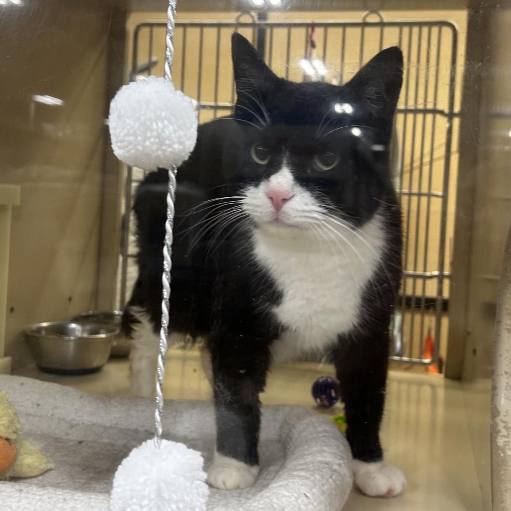 Batman, Adoptable, Adult Male Domestic Short Hair.