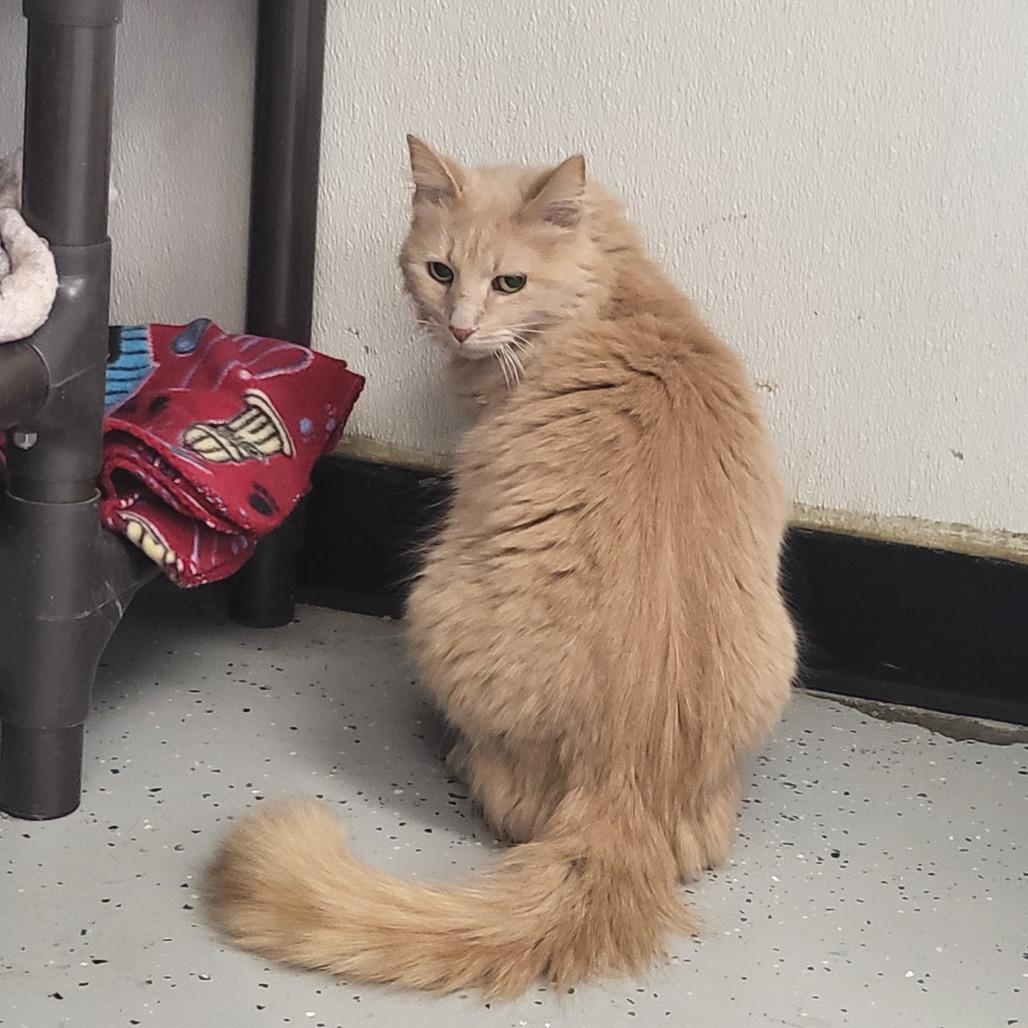 Enlarge Lily, a Adoptable Domestic Short Hair in Belleville, IL image 1/1