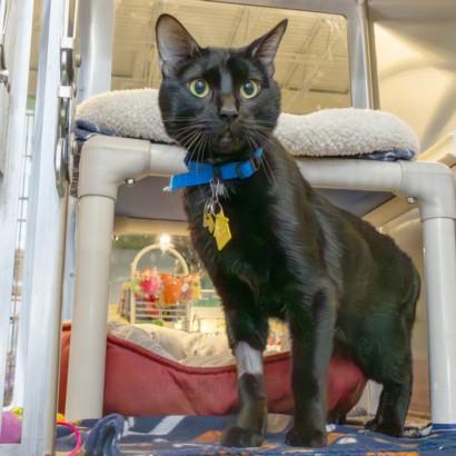 Enlarge EUSTACE, a Adoptable Domestic Short Hair in St. Louis, MO image 1/1