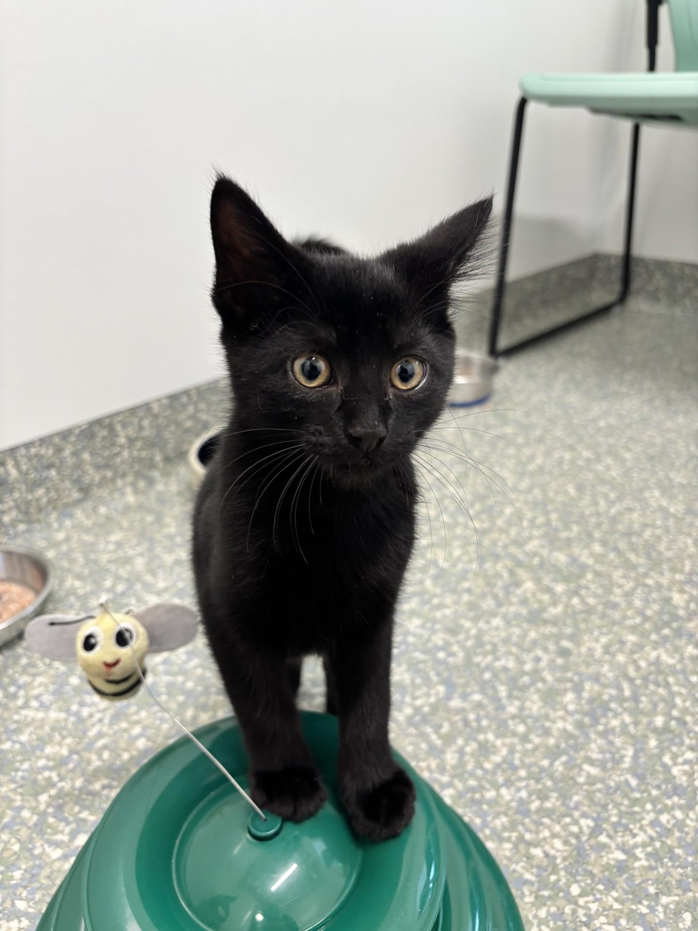 Rocky, ADOPTABLE, Kitten Male Domestic Short Hair.