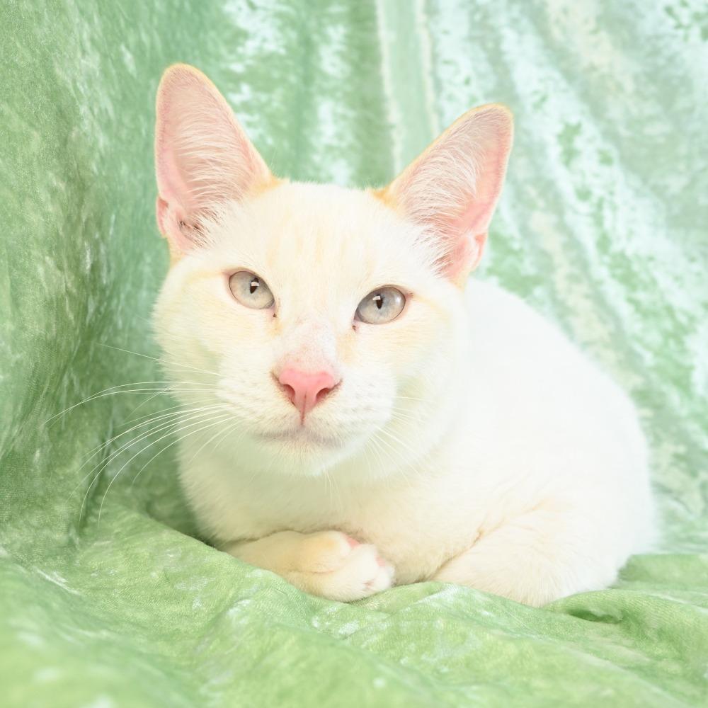 Dexter, Adoptable, Young Male Siamese & Domestic Short Hair.